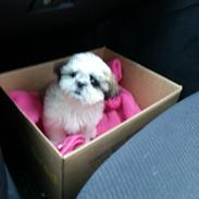 Shih tzu Malou