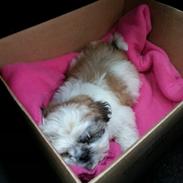 Shih tzu Malou