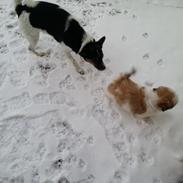 Shih tzu Malou