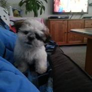 Shih tzu Malou