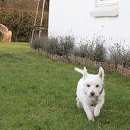 West highland white terrier Pjuske |LilleHunden| Min soulmate <3