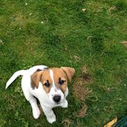Jack russell terrier dixie