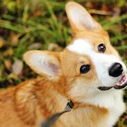 Welsh corgi pembroke Marco