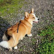 Welsh corgi pembroke Marco