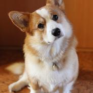 Welsh corgi pembroke Marco