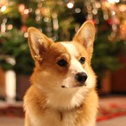 Welsh corgi pembroke Marco