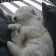 Coton de tulear Trille