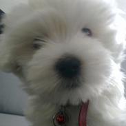 Coton de tulear Trille
