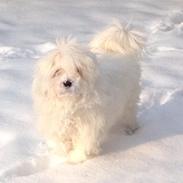Coton de tulear Trille