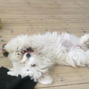 Coton de tulear Trille