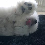 Coton de tulear Trille