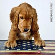 Cocker spaniel Kaylee