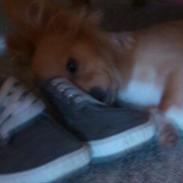 Blanding af racer Miley