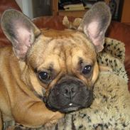 Fransk bulldog Anton