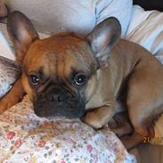 Fransk bulldog Anton