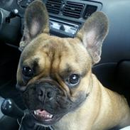 Fransk bulldog Anton