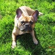 Fransk bulldog Anton