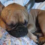 Fransk bulldog Anton