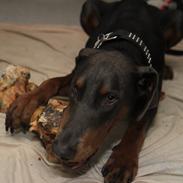 Dobermann Goofy