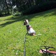 Chihuahua Disko/Dido/Musse