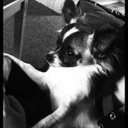 Chihuahua Disko/Dido/Musse