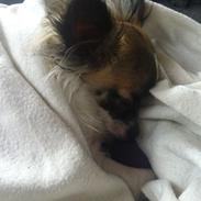 Chihuahua Disko/Dido/Musse