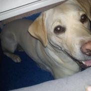 Labrador retriever (Fomel 1) Trine