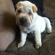 Shar pei Chanel