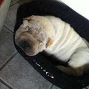 Shar pei Chanel