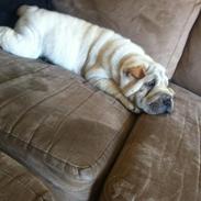 Shar pei Chanel