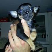 Chihuahua Blackie