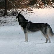 Siberian husky Misha