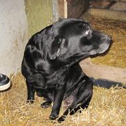 Labrador retriever Bella