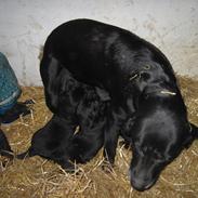 Labrador retriever Bella