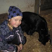 Labrador retriever Bella