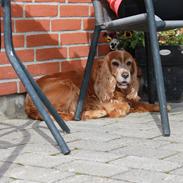 Cocker spaniel Lady <33