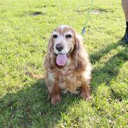 Cocker spaniel Lady <33