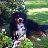Berner sennenhund Harley
