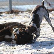 Berner sennenhund Harley