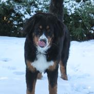 Berner sennenhund Harley