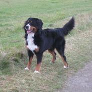 Berner sennenhund Harley