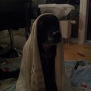 Blanding af racer Cherie