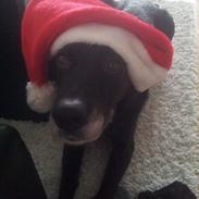 Blanding af racer Cherie