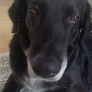 Blanding af racer Cherie