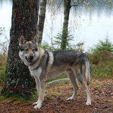 Tjekkoslovakisk ulvehund Kazan