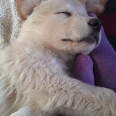 Blanding af racer Simba