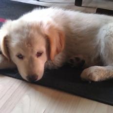 Blanding af racer Simba