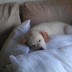 Blanding af racer Simba