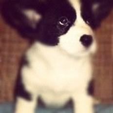 Welsh corgi cardigan lincoln