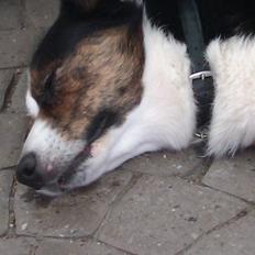 Welsh corgi cardigan lincoln